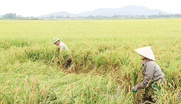 THÔNG BÁO TÌNH HÌNH SINH VẬT GÂY HẠI 7 NGÀY QUA Từ ngày 08/9 đến ngày 15/9/2026